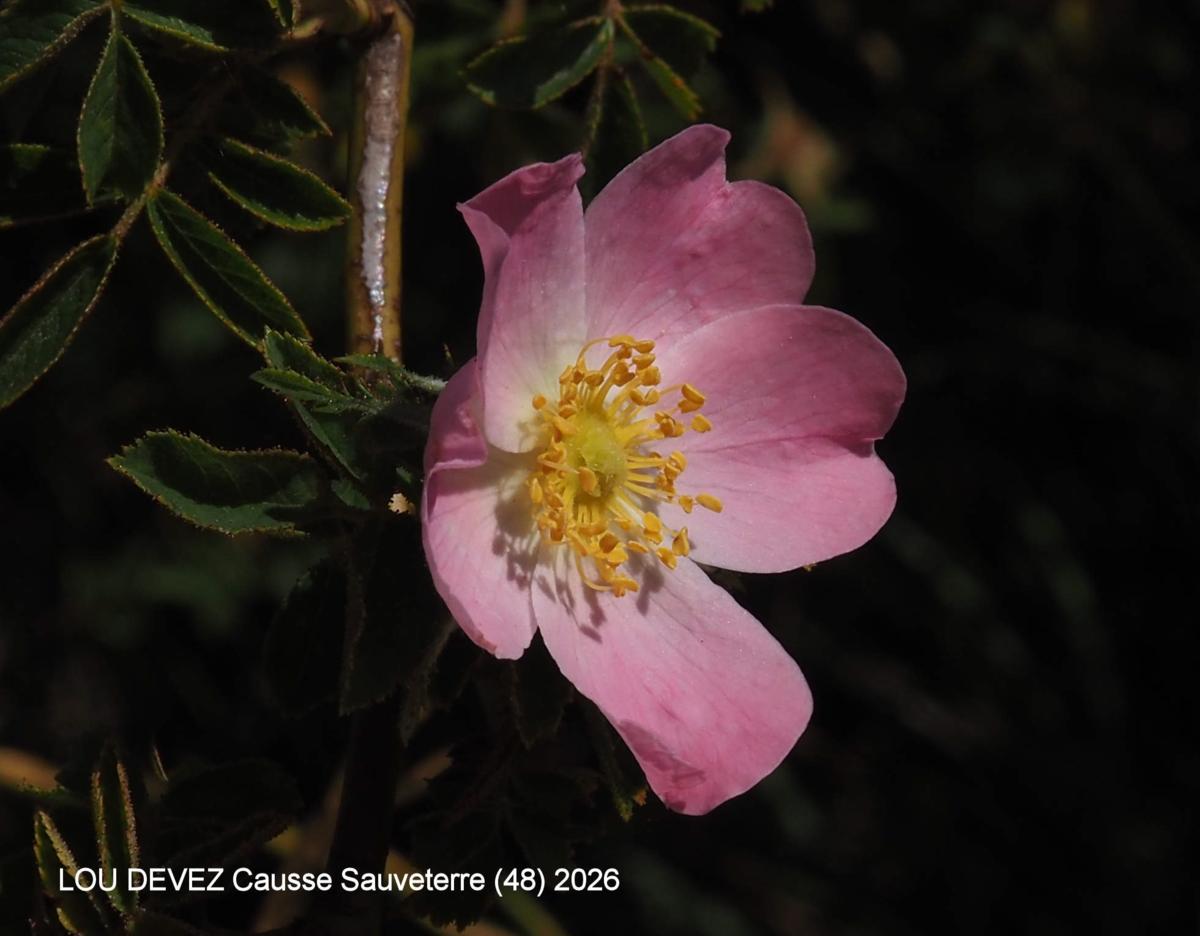 Rose,((inodorous) flower